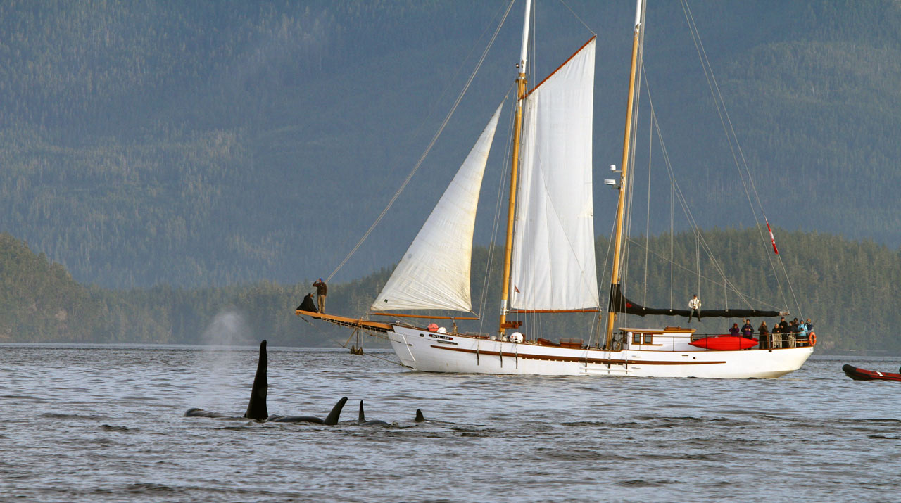 whale cruise, Canada