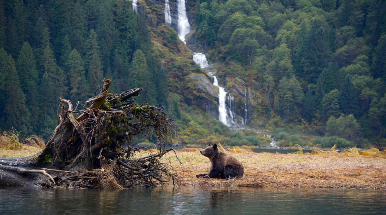 Great Bear Rainforest Tour