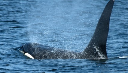 Orca Great Bear Rainforest