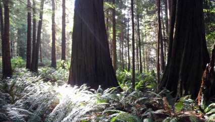Rainforest, BC by Kevin Smith