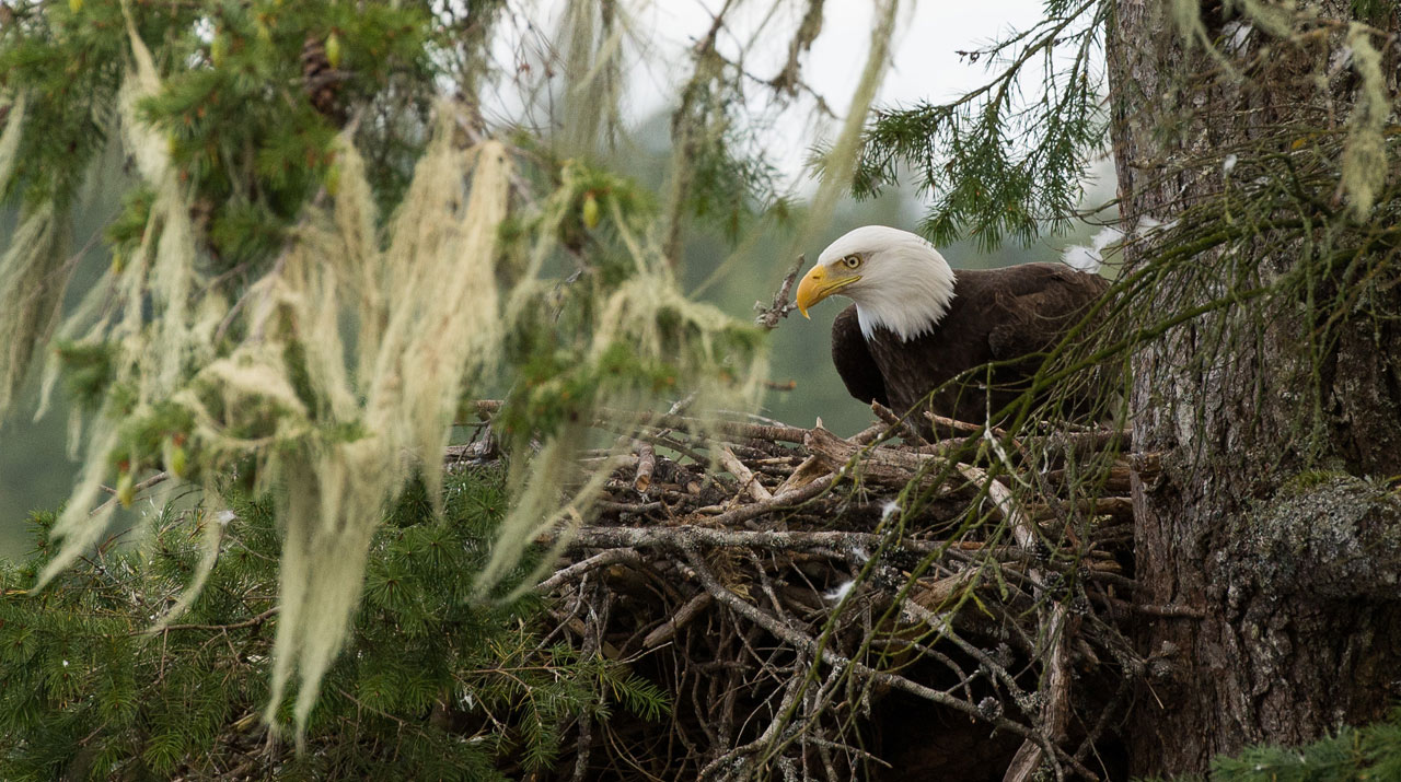 Bald eagle on nest, Desolation Sound photo by Tavish Campbell