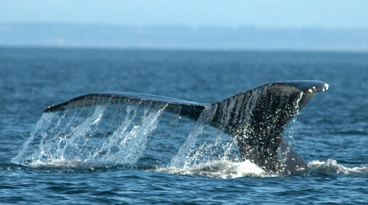 Humpback Whales Vancouver Island Tours