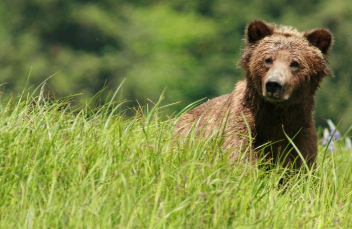 Great Bear Rainforest Grizzly Bear