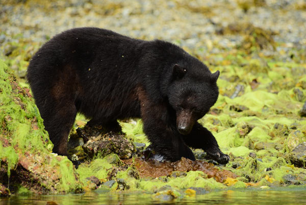 Black bear on the shore by Burnaby Narrows, 2016. Photo by Greg Shea.