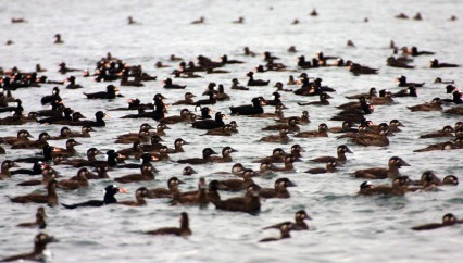 Large mass of surf scoters, Gulf Islands National Park Reserve, October