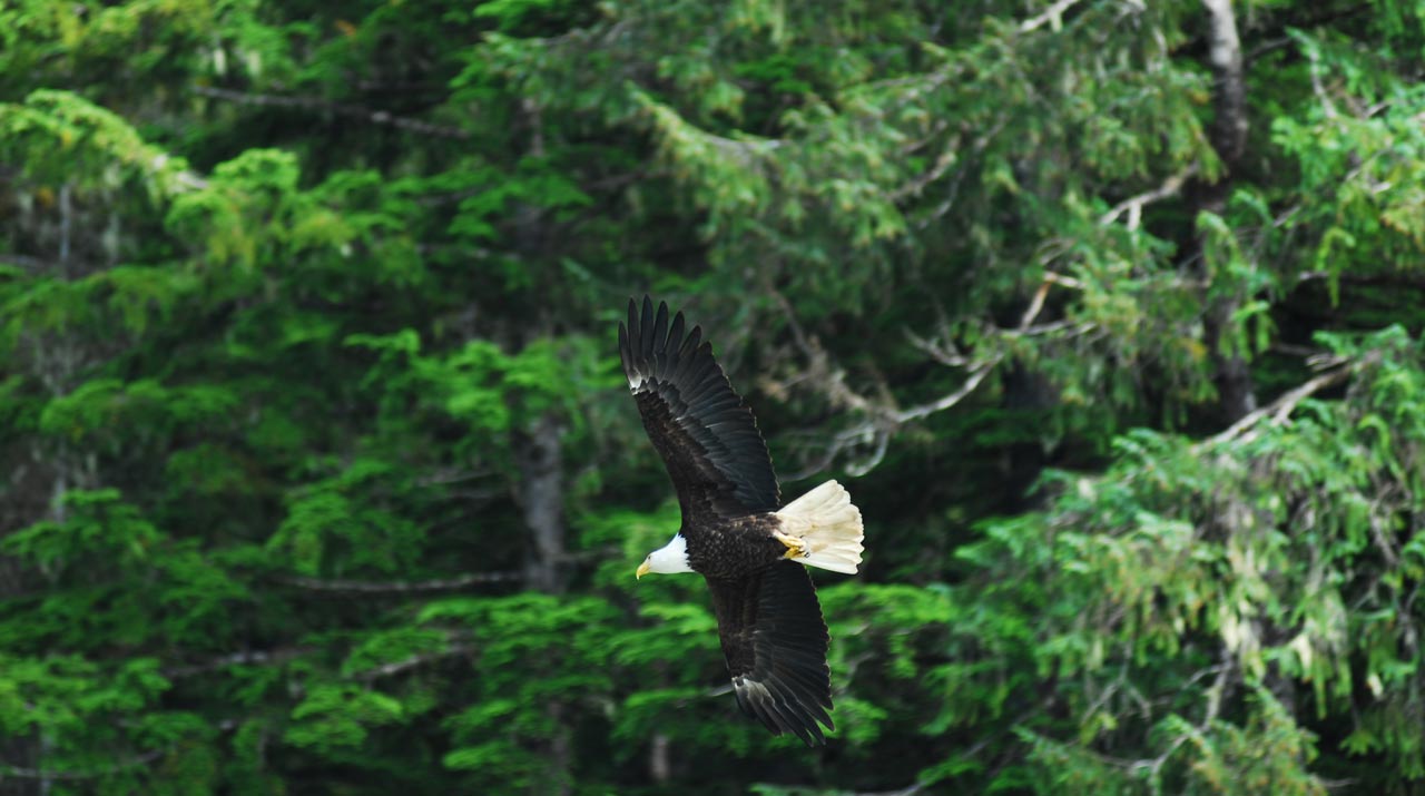 Bald eagle, Alaska