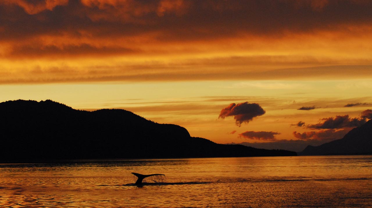 Sunset cruising with humpback whales, Alaska
