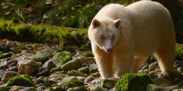 spirit bear viewing, great bear rainforest