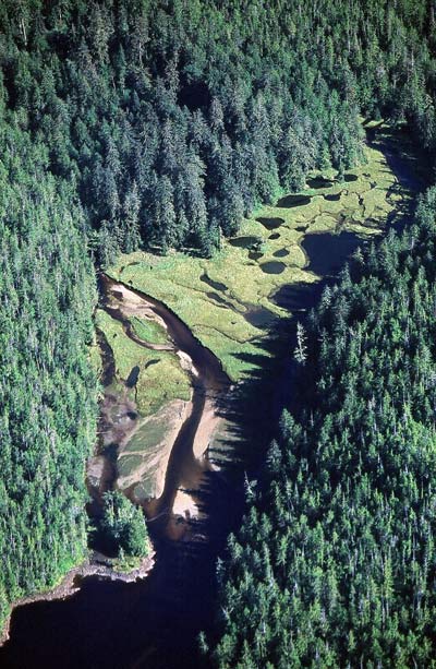 Arial view of a river estuary in BC