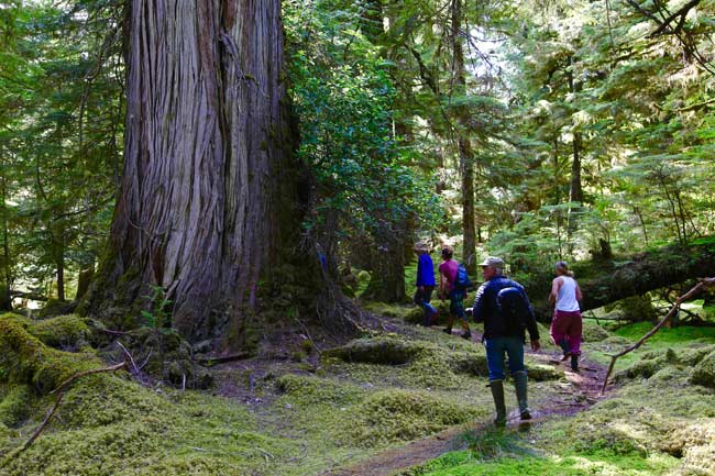 Walking among Gwaii Haanas' giant, ancient cedars. Photo by Sherry Kirkvold.