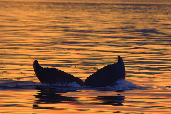 whale-alaska-greg-shea