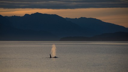orca-whale-alaska-jeff-reynolds