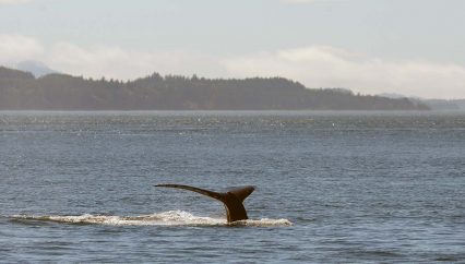 humpback whale watching in bc