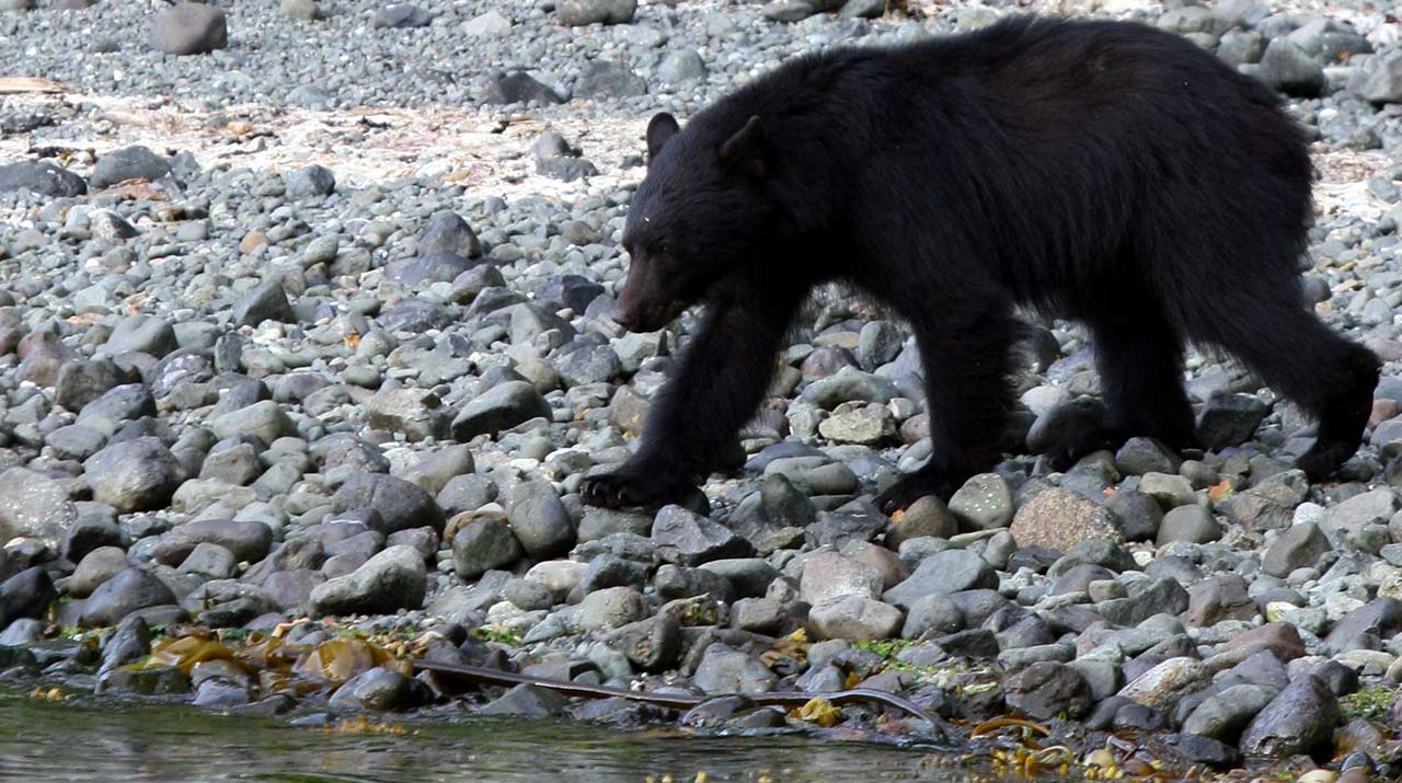 Vancouver Island black bear