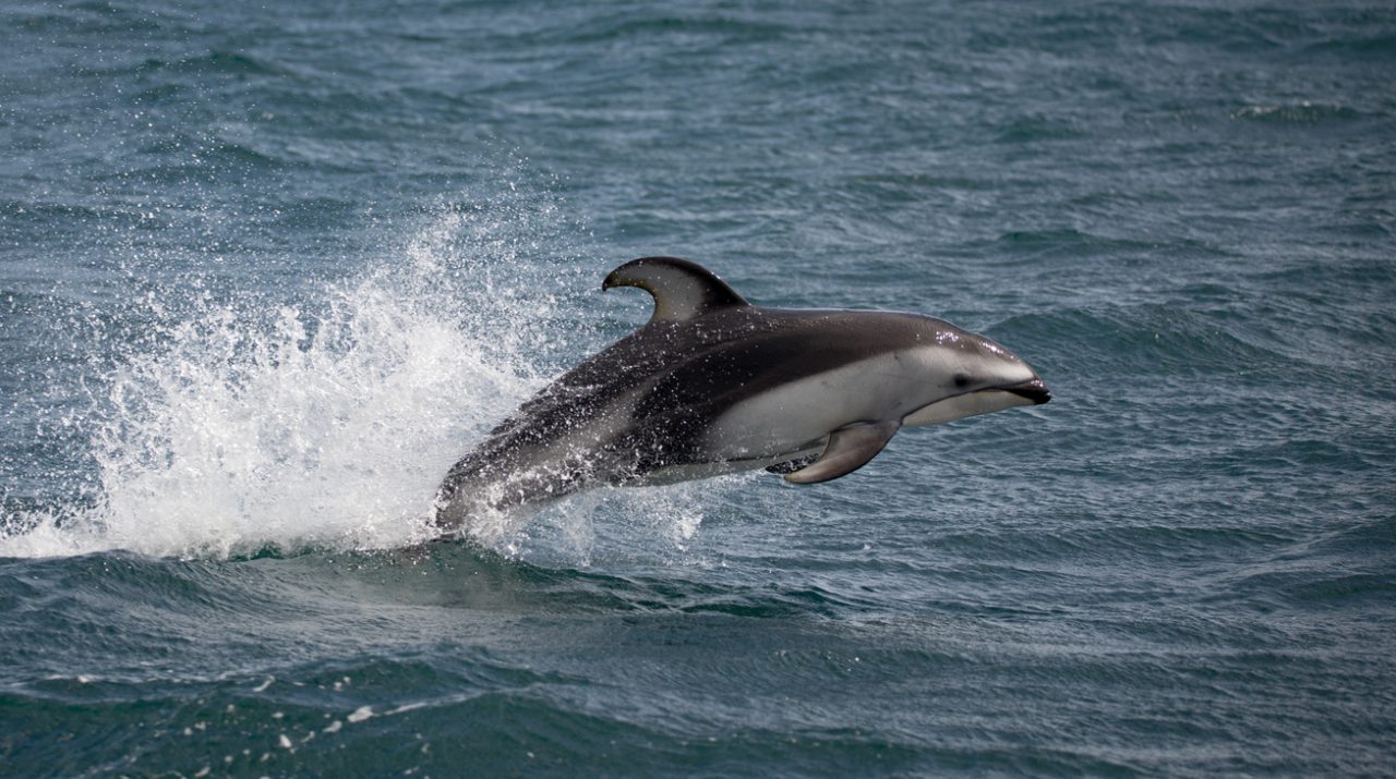 dolphin-broughton-archipelago