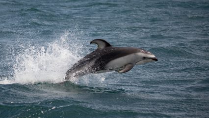 dolphin-broughton-archipelago