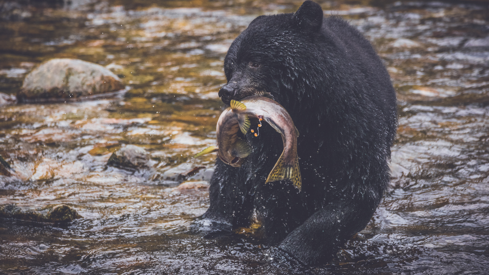 black-bear-fishes-salmon-jeff-reynolds