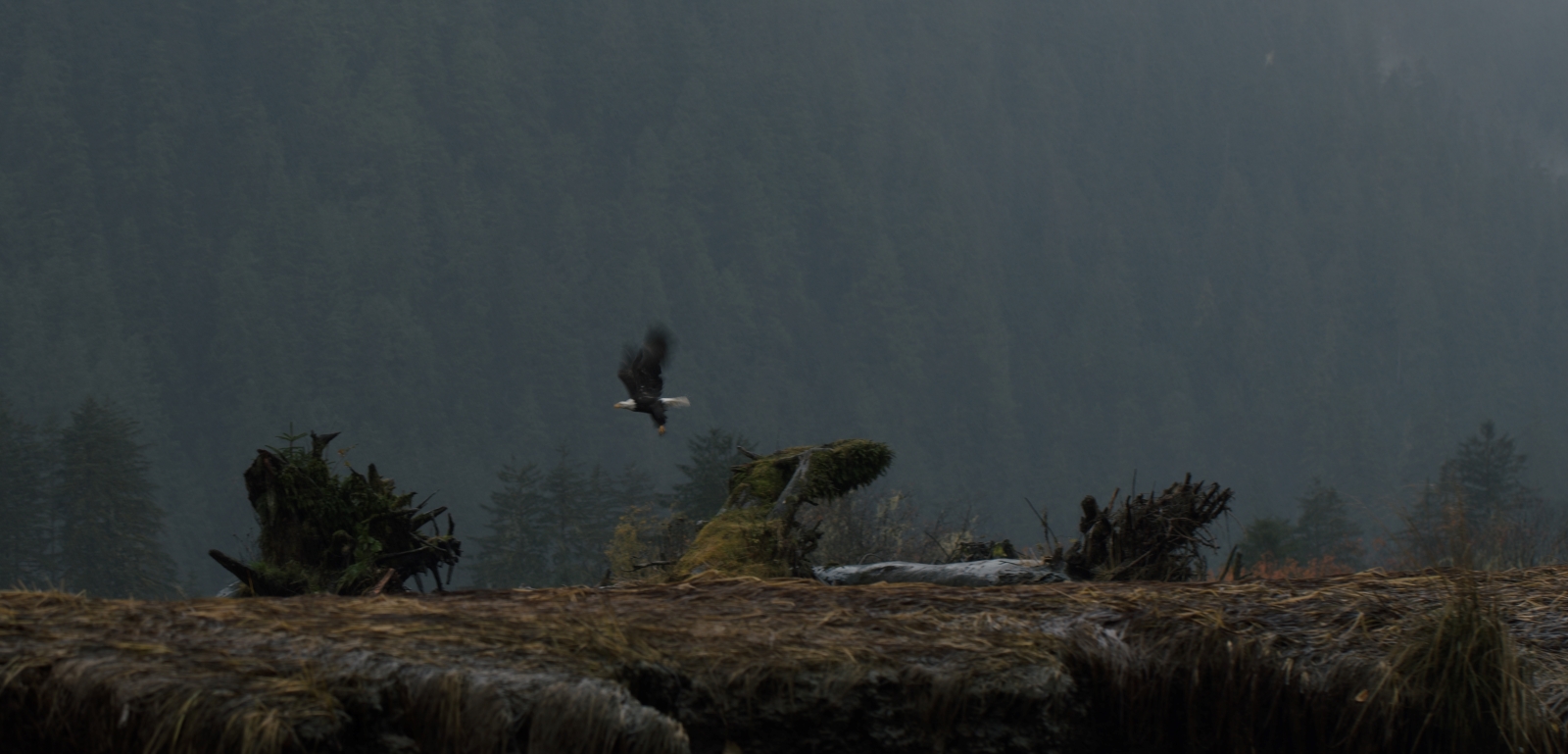 eagle-in-the-great-bear-coastline-films
