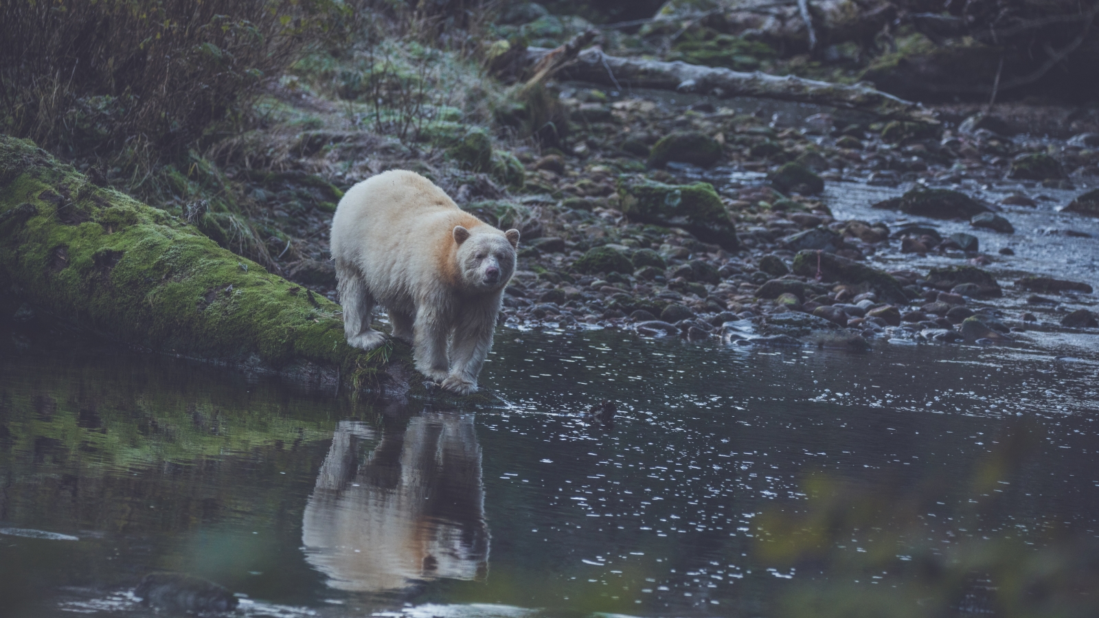 spirit-bear-kevin-smith