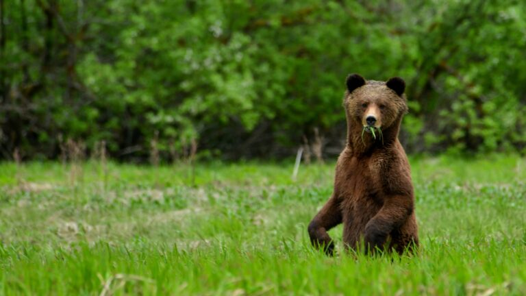 Bear Viewing from Vancouver: Five Ways to See Bears in BC | Wildlife ...