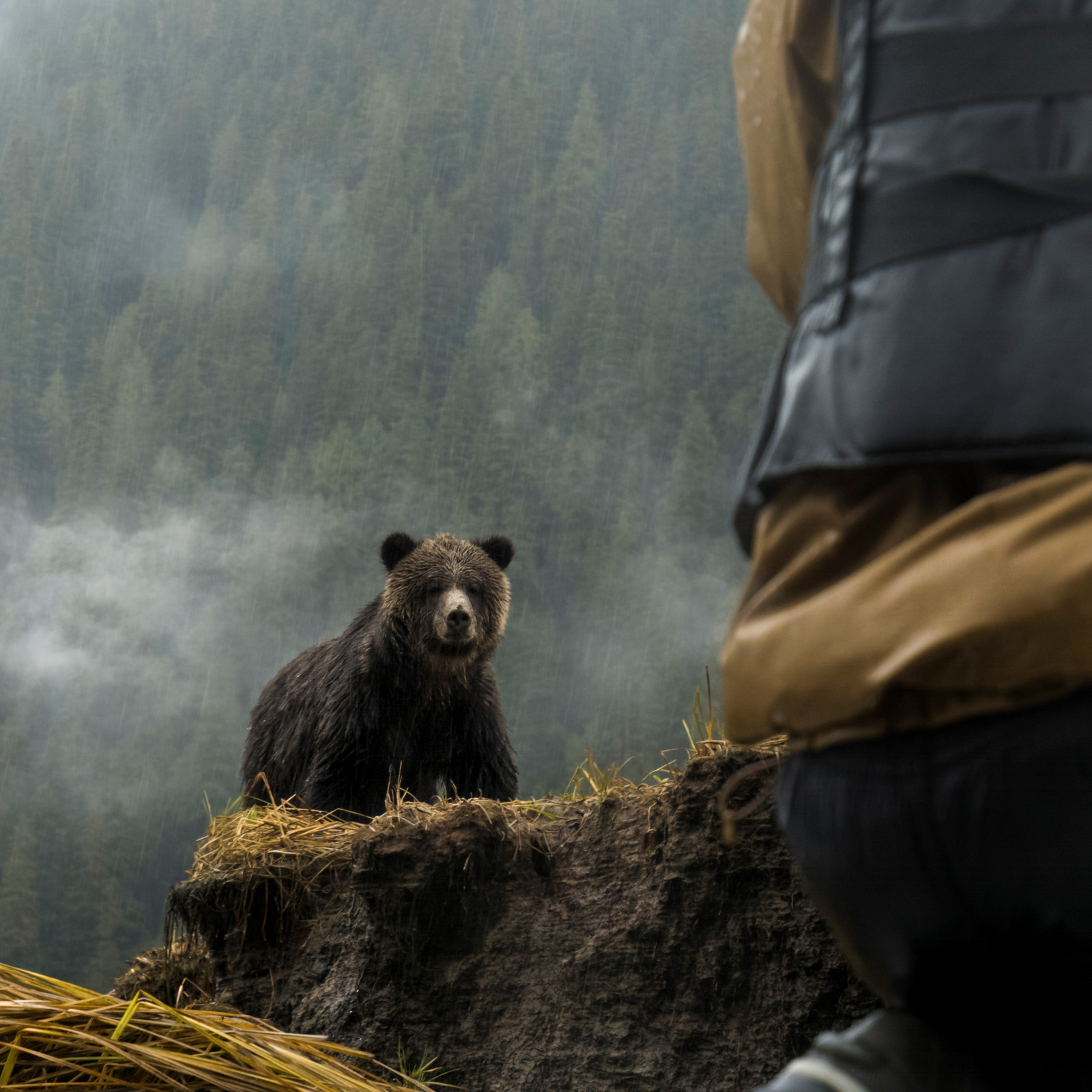 great-bear-rainforest-5-coastline-films