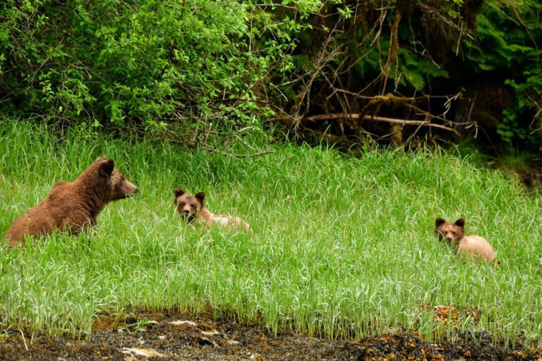 Bear Viewing from Vancouver: Five Ways to See Bears in BC | Wildlife ...