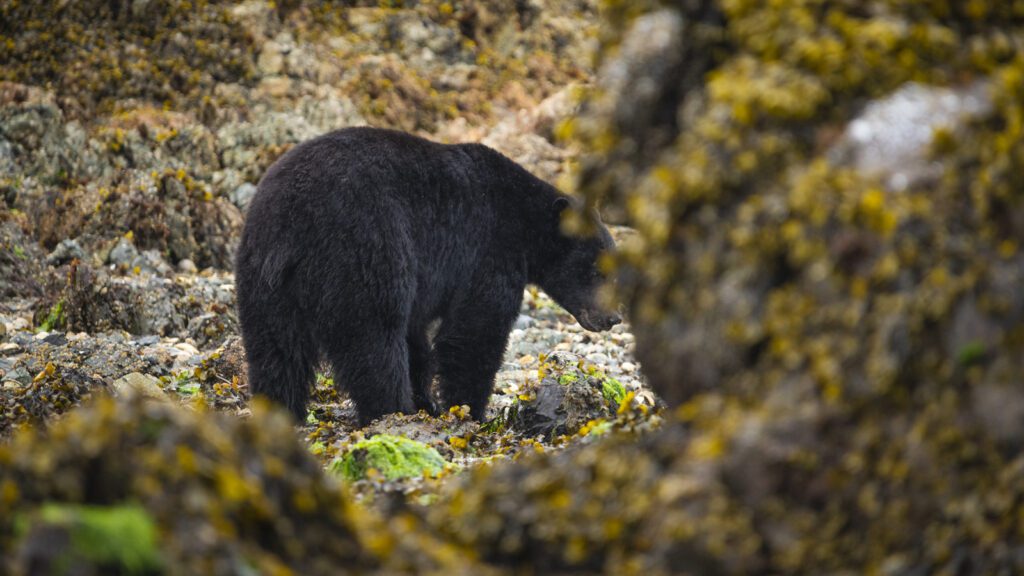 Gwaii Haanas Tours in British Columbia, Canada | Maple Leaf Adventures