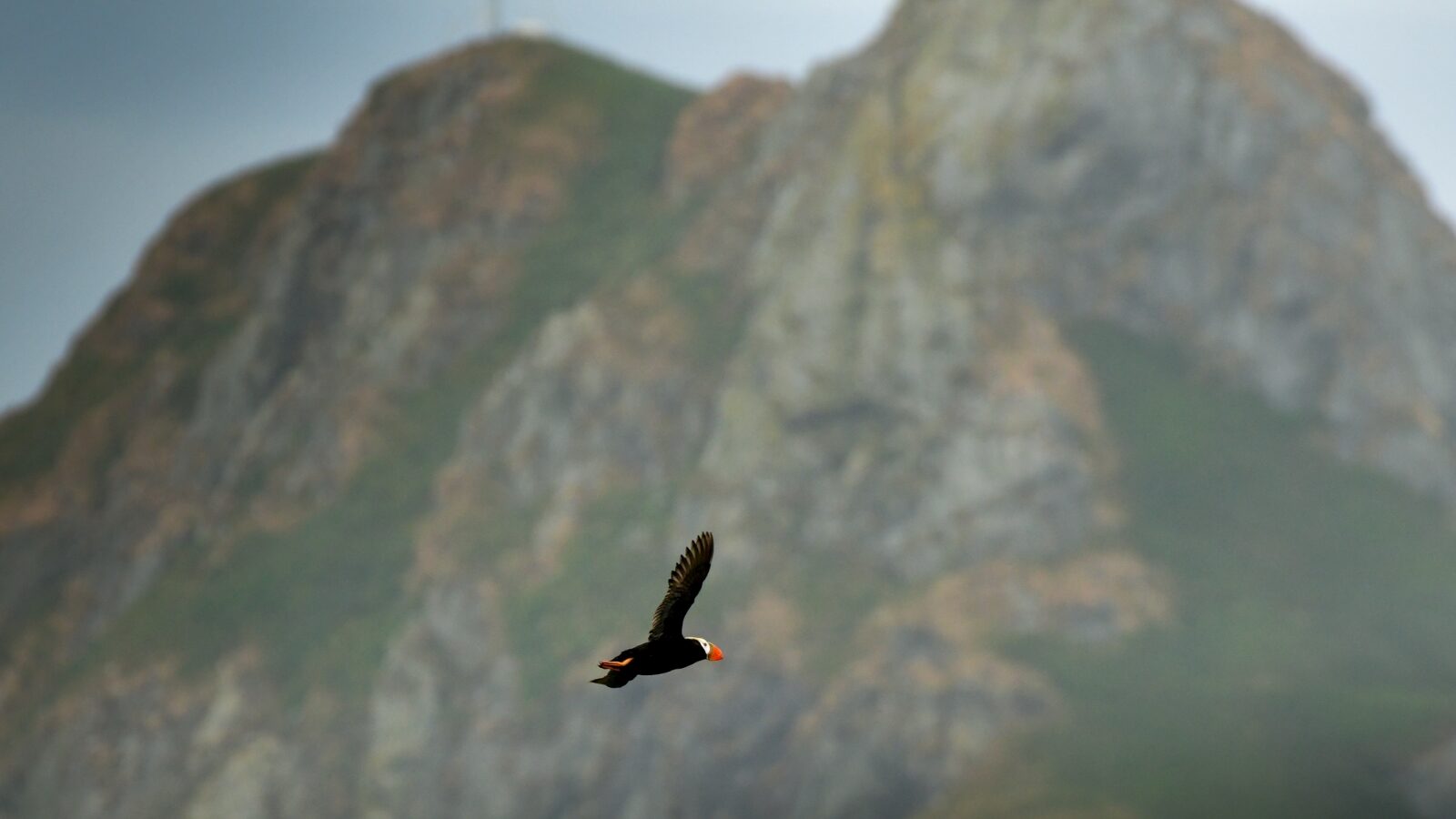 wild-side-10-phil-stone