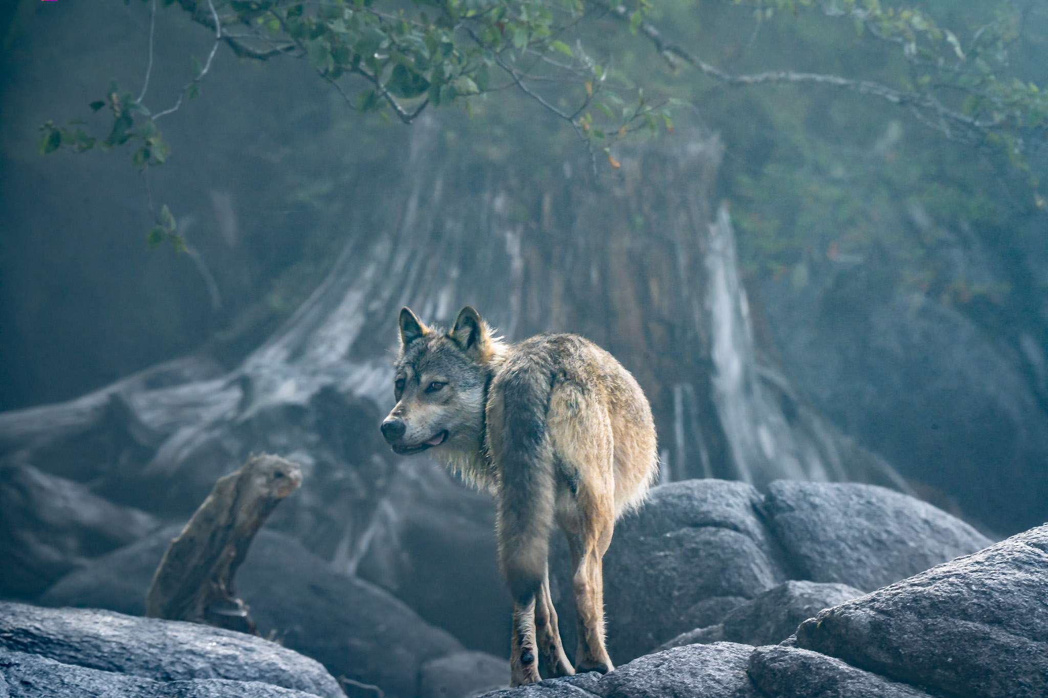 coastal wolf by Jeff Reynolds