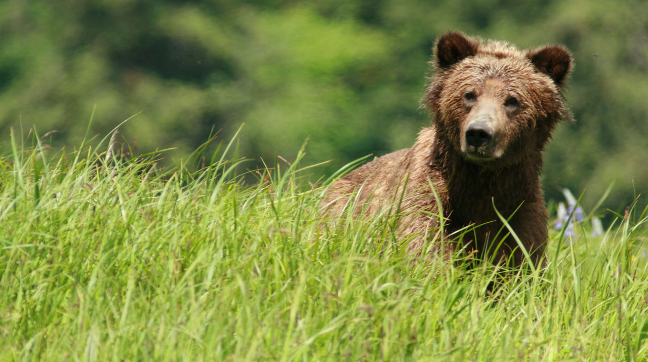 Great Bear Rainforest Grizzly Bear