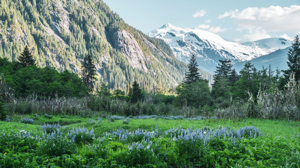 Spring in the Great Bear Rainforest is a breath of fresh air after a cold winter. Photo by Alex Harris
