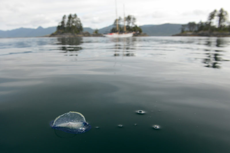 haidagwaii-tavishcampbell