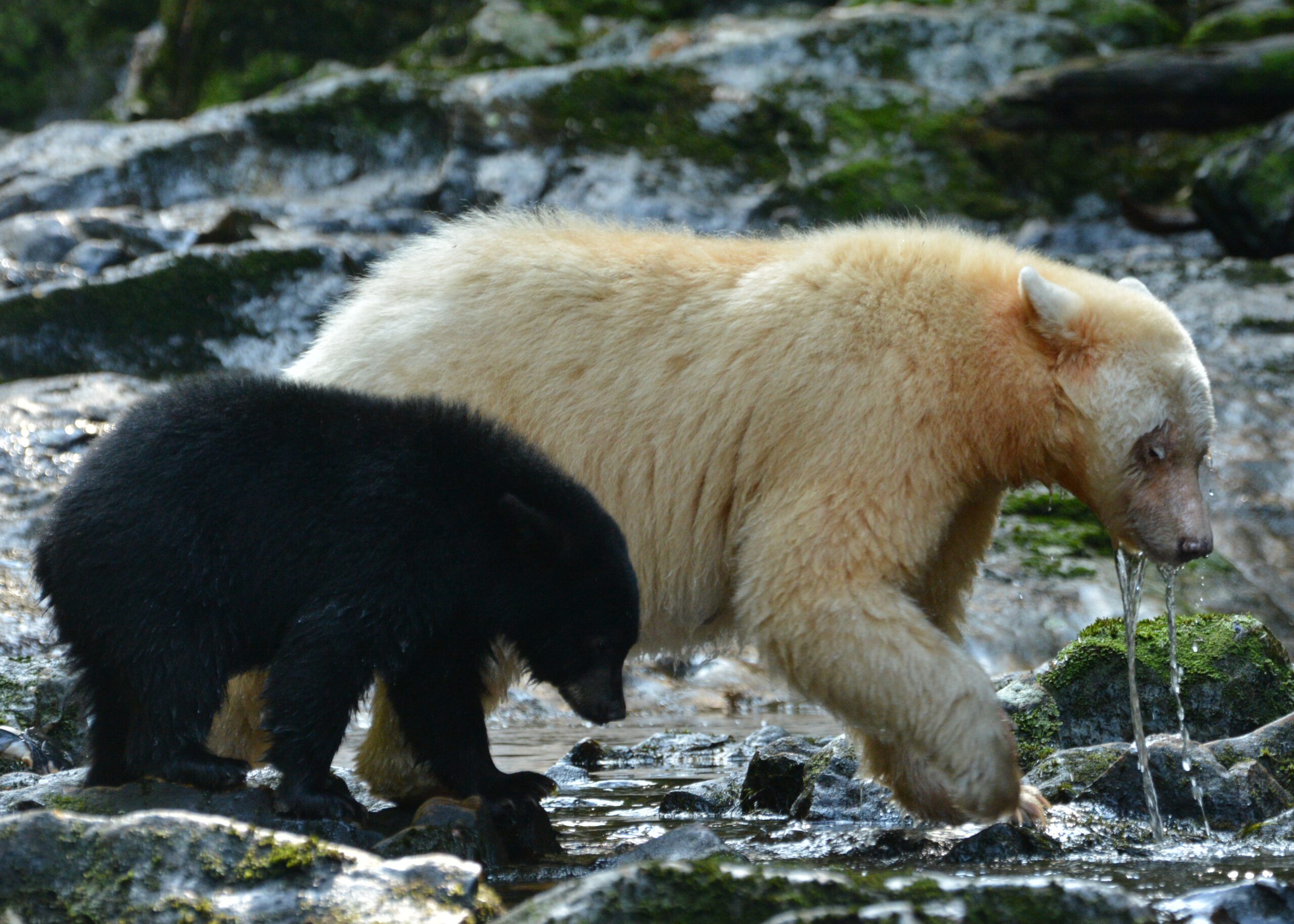 Photo: Simon Ager. Did you know, not every spirit bear carries the white-furred gene?