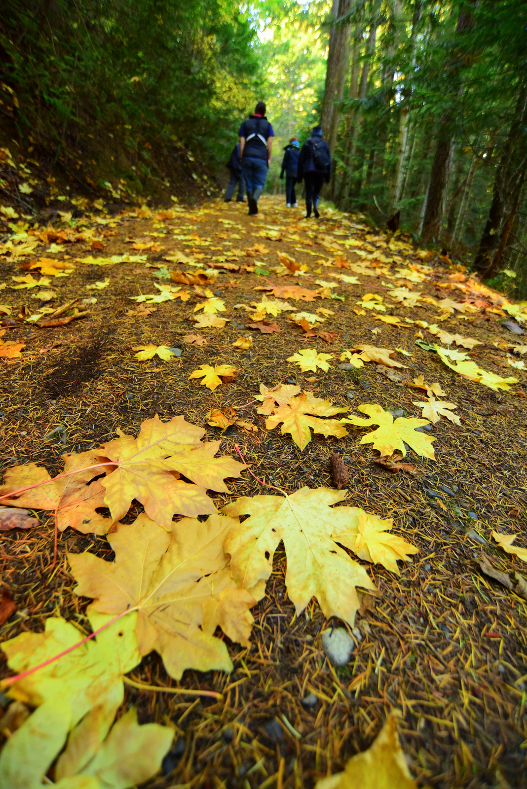 Fallen maple leaves blanket the trail inviting explorers