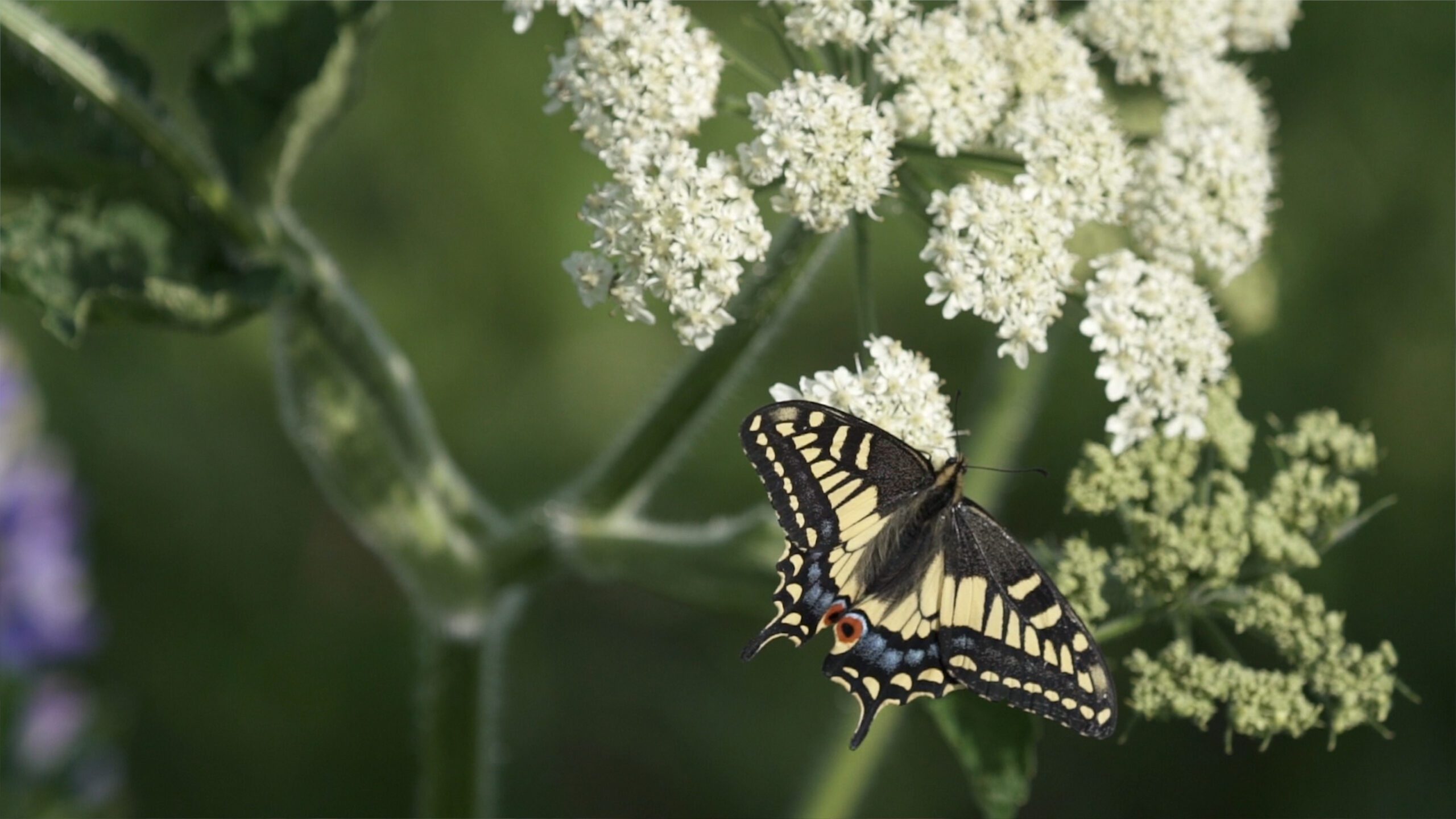 A butterfly pauses on wild blooms as Spring comes alive on the Gulf Islands