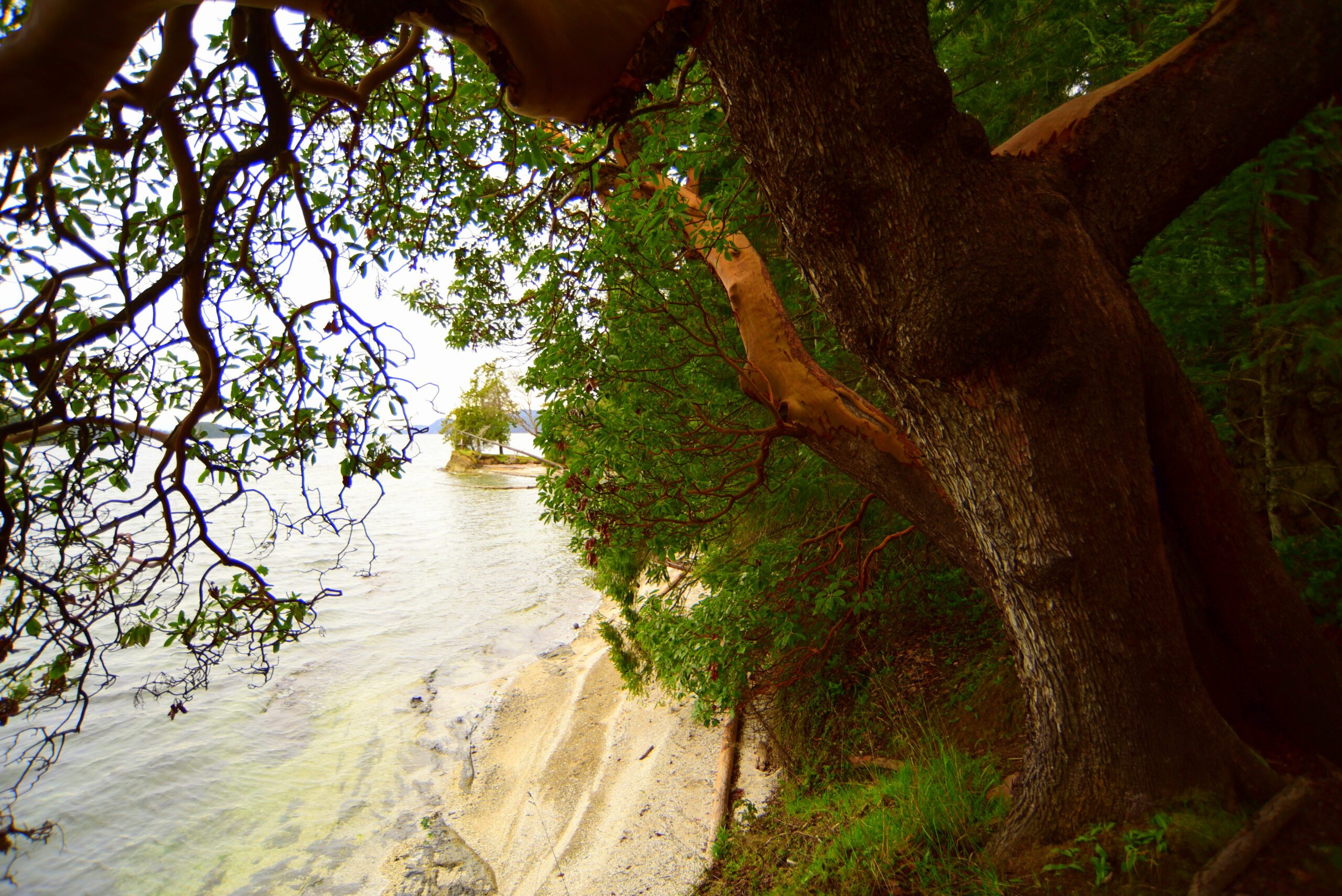 Clinging to the edge of land and sea, stunning arbutus trees stand strong framing the banks