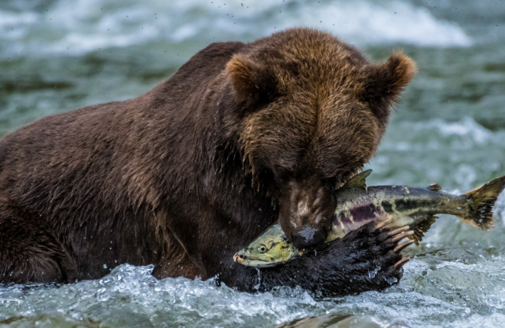 Bear eating salmon