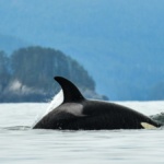 An orca in the Great Bear Sea