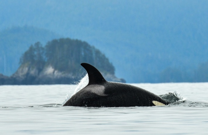 An orca in Haida Gwaii
