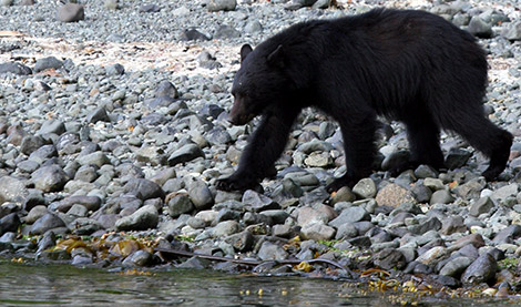 Black bear, Vancouver Island BC