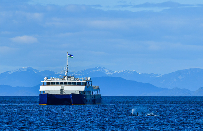 Orcas approaching Cascadia, idle at a distance