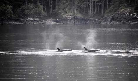 Orcas, Vancouver Island's inside passage